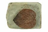 Fossil Leaf (Davidia) - Montana #269358-1